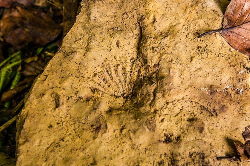 Ślady skamieniałości w skałach wapiennych